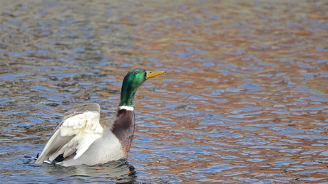 Déployer les ailes.