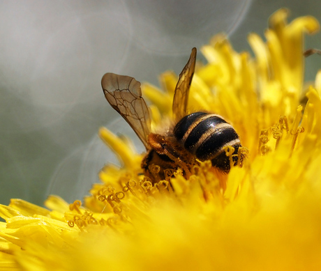 Bij snuffelt aan stuifmeel 