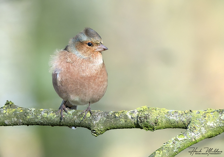 Vink_Fringilla coelebs