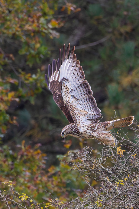 buizerd