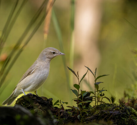 Tuinfluiter in het bos