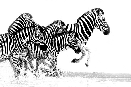 Zebra's