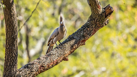 Grey Lourie