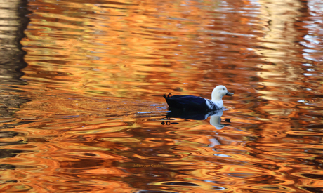 Heerlijk zwemmen op een  mooie herfstdag in november
