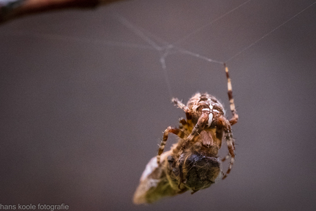Wesp vindt zijn kruis