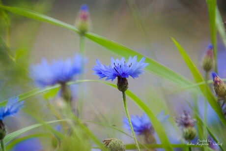 Korenbloem in een veld