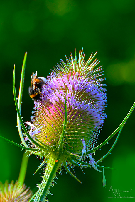 hommel