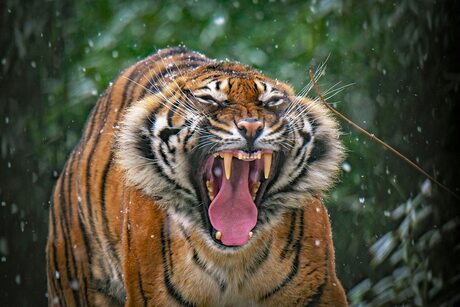 De mooiste foto van Alia  Sumatraanse tijgervrouwtje ..