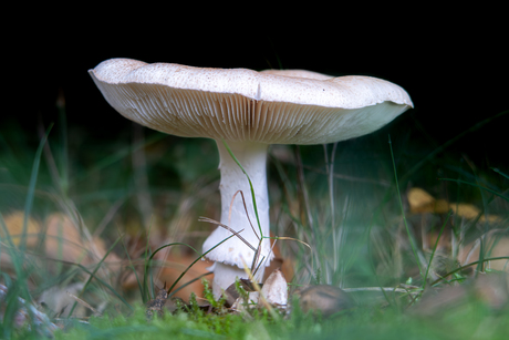 Grote paddenstoel 