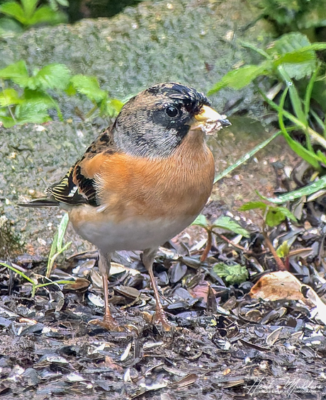 Keep (Fringilla montifringilla)