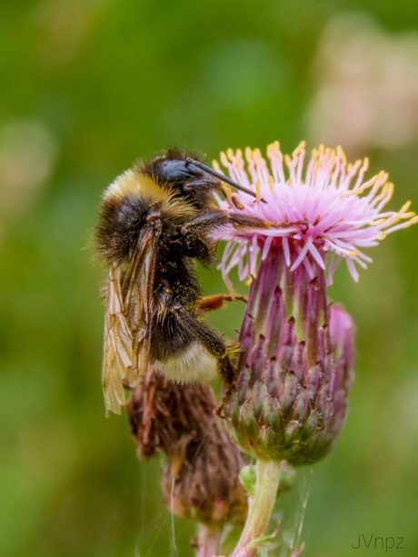 Grote tweekleurige koekoekshommel 