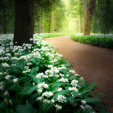 Daslook in het Bos