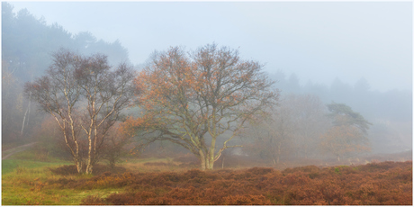 Mistige ochtend in het bos.