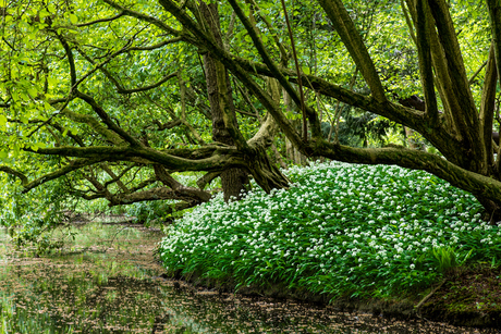 Daslook in het Amsterdamse bos