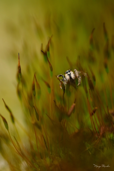 Zebraspringspin tussen mos