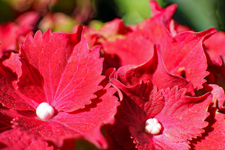 Hortensia