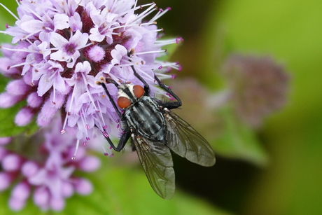 Insecten