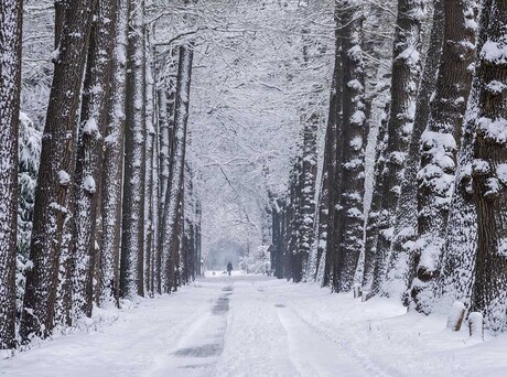 Winterse wandeling