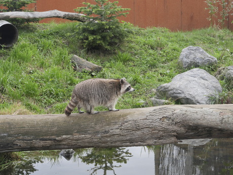 Wasbeer,mooi in evenwicht.