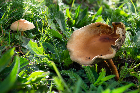 De tijd van het jaar