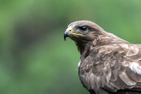 Buizerd