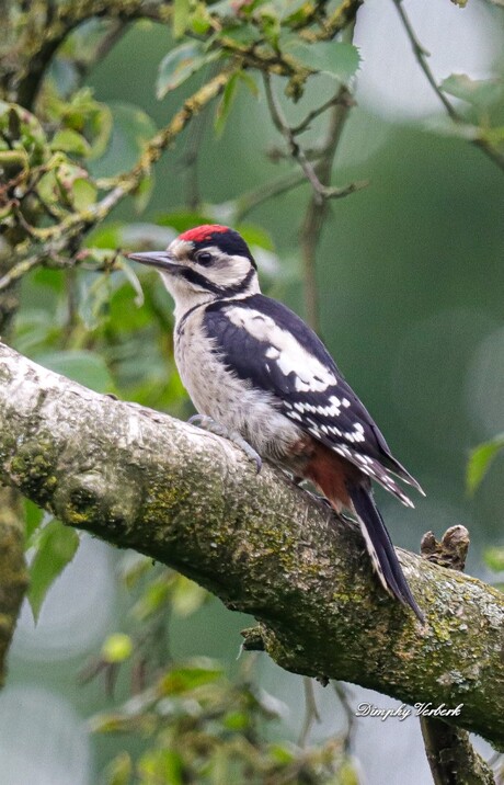 Jonge grote bonte specht 