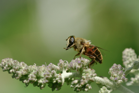 Macro 