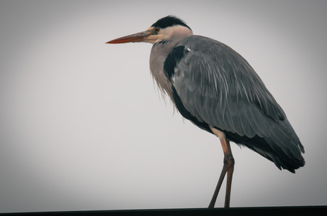 Zilverreiger 