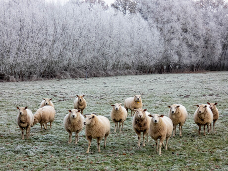 schapen