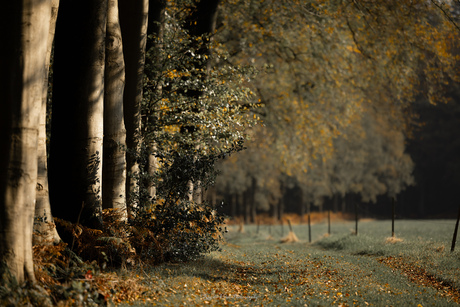 herfst in het bos