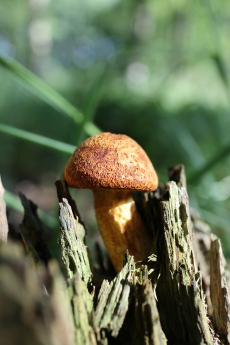 Paddenstoel 