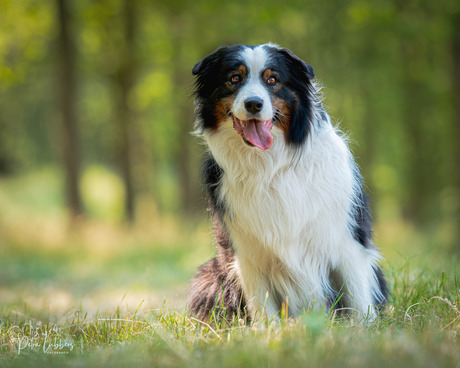 Australian shepherd