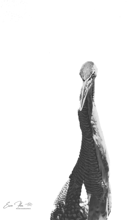Het is een reiger.....