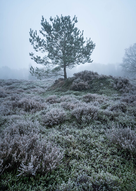 WInterochtend