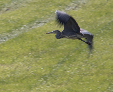 Mooi moment: de beweging gevangen: welke vogel is dit?