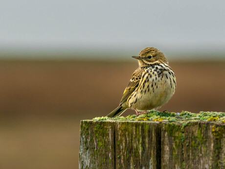 Het kleine zangvogeltje
