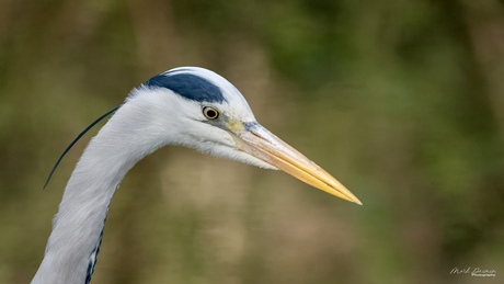 Blauwe Reiger