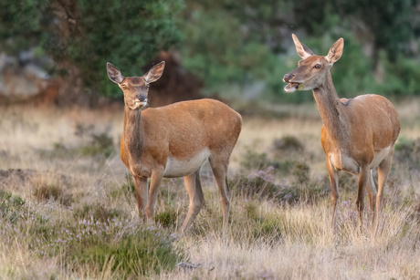 Hindes op de Veluwe