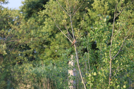 Vogelfotografie