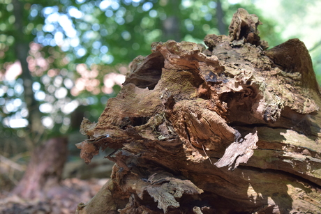 In het bos