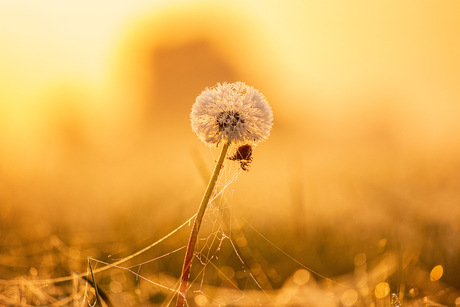 Paardenbloem gehuld in goud