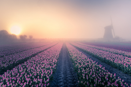 Als de molen niet naar jou komt