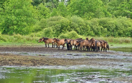 Fjordenpaarden in het Fochterloërveen 1