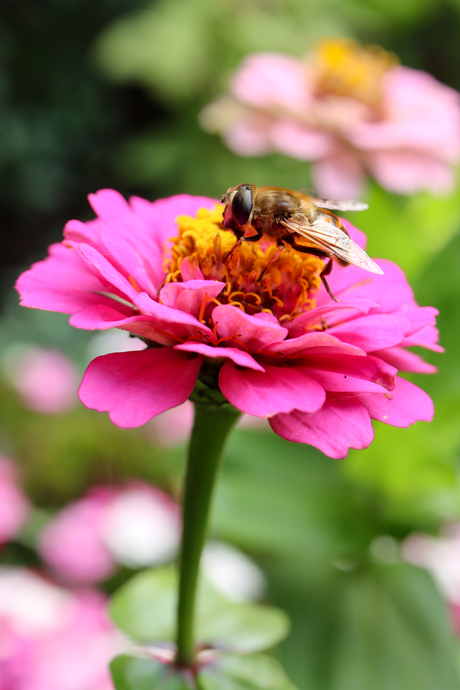 "Zachtjes snoepend van de zinnia"