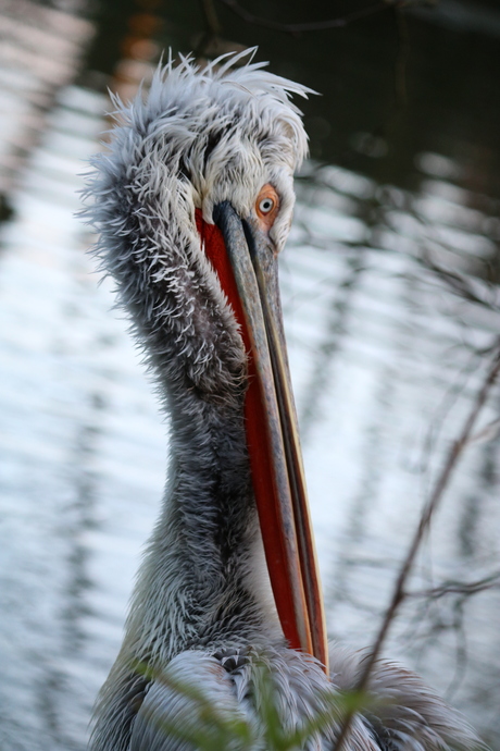 Mooie foto van een Pelecanus crispus.