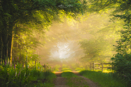 Zonlicht in het bos