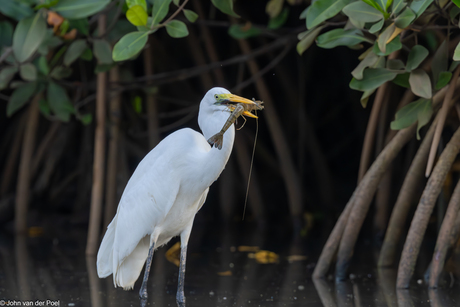 grote zilver reiger
