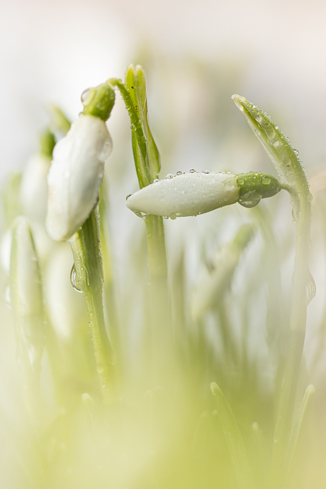 De eerste sneeuwklokjes in de tuin.