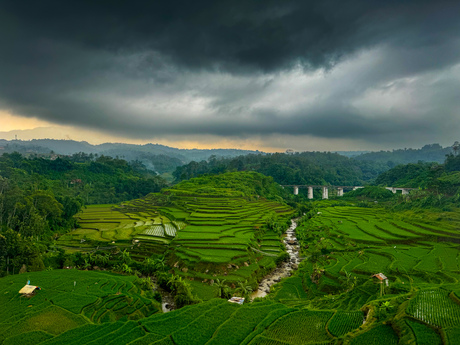 Rijstvelden Indonesie