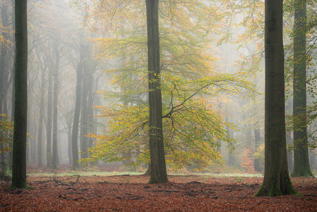 Herfst in het beukenbos